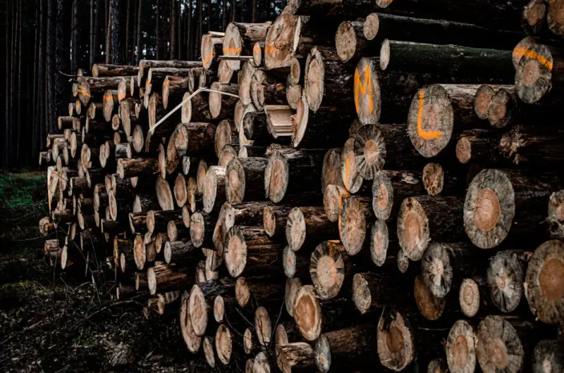 Suzano aposta na resiliência da demanda global e proteção cambial robusta