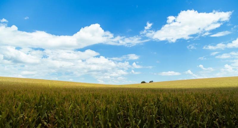BrasilAgro (AGRO3) vende 921 hectares no Paraguai por US$ 1,5 milhão