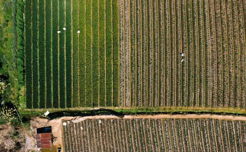 BrasilAgro (AGRO3) revisa safra 25/26: foco sai do volume e vai para rentabilidade