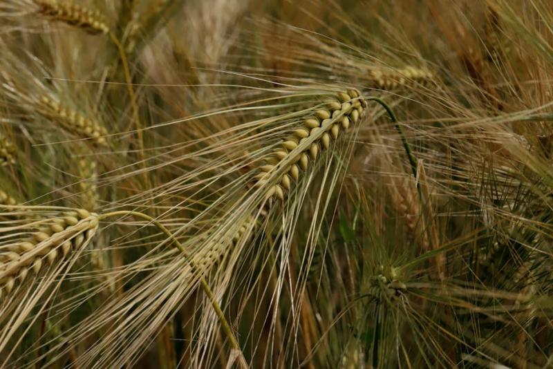 3tentos inicia planta de etanol de milho em MT e avança em biocombustíveis