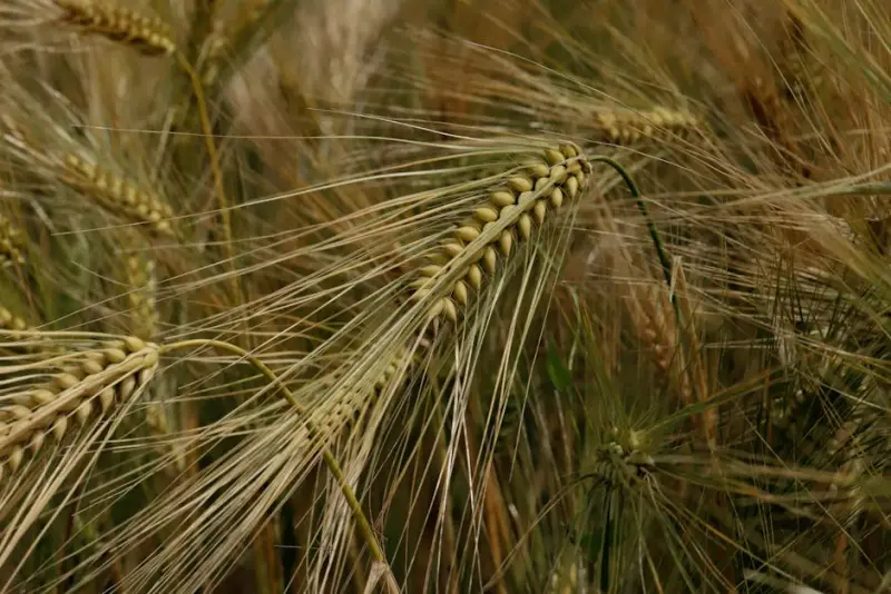 3tentos inicia planta de etanol de milho em MT e avança em biocombustíveis