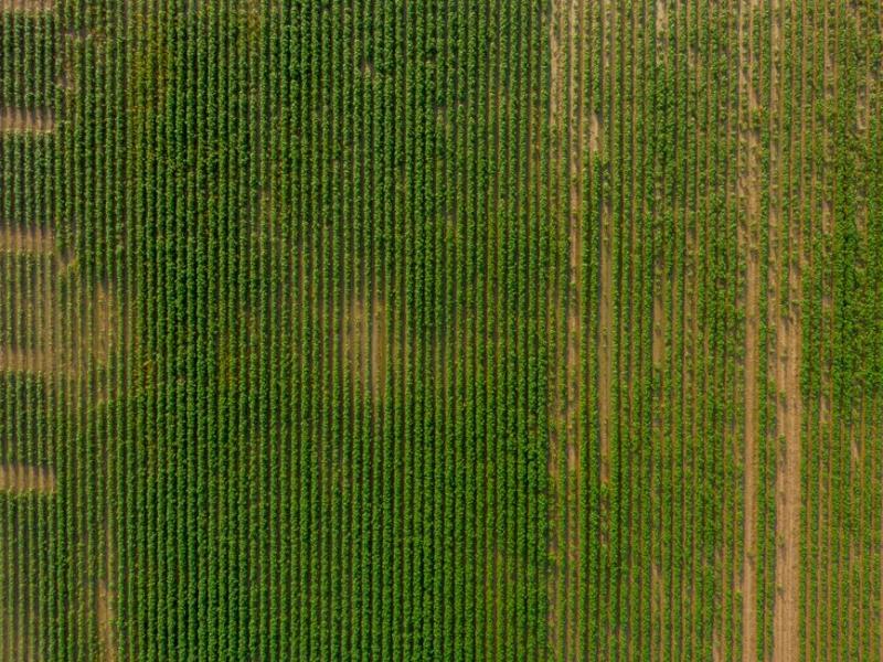SLC Agrícola firma acordo por R$ 669 mi e compra 8,9 mil ha em MT