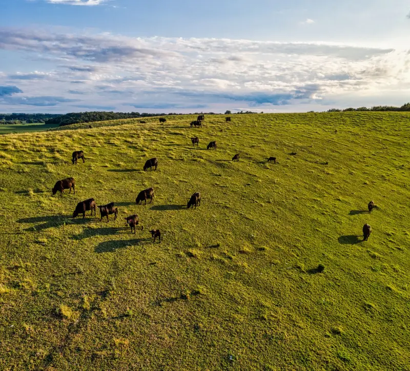 Fato relevante BrasilAgro (AGRO3): estimativas da safra 26/27