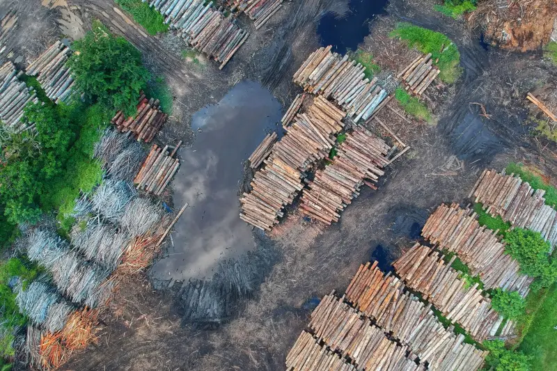 Suzano (SUZB3): 388 mil hectares sensíveis e o risco que o balanço não mostra