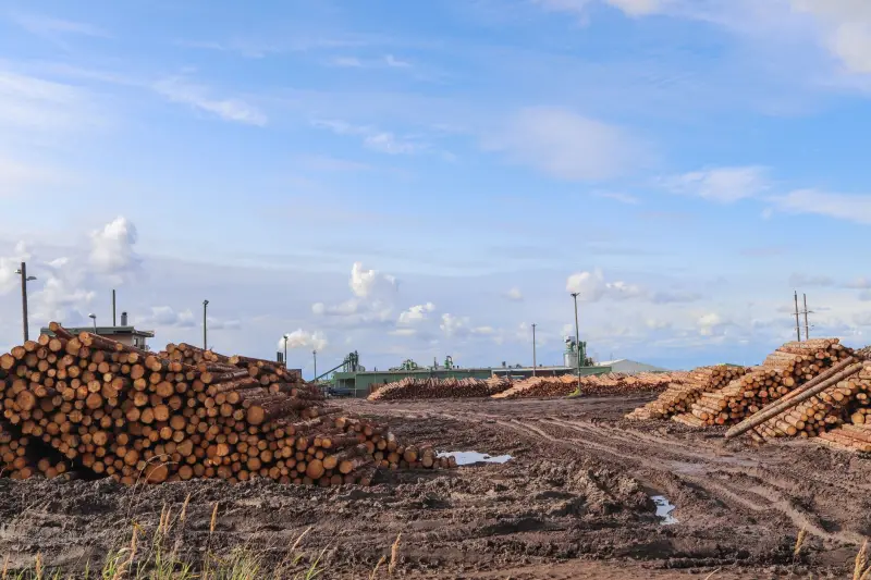 Suzano e Klabin: por que a XP vê compra dupla na celulose