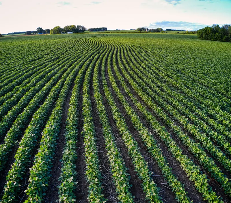 Fato relevante BrasilAgro (AGRO3): venda e arrendamento na Fazenda Rio do Meio, na Bahia